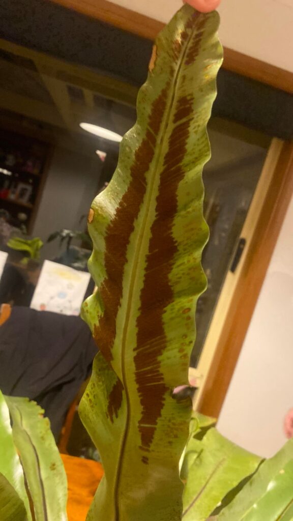 What is this on my fern?