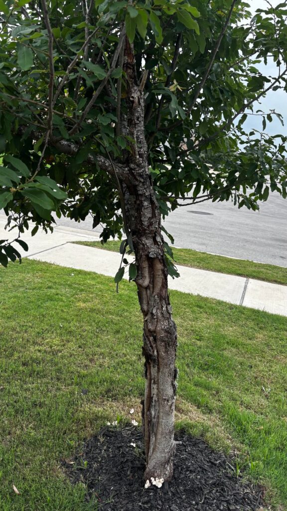 Just bought a house, what’s wrong with my tree?