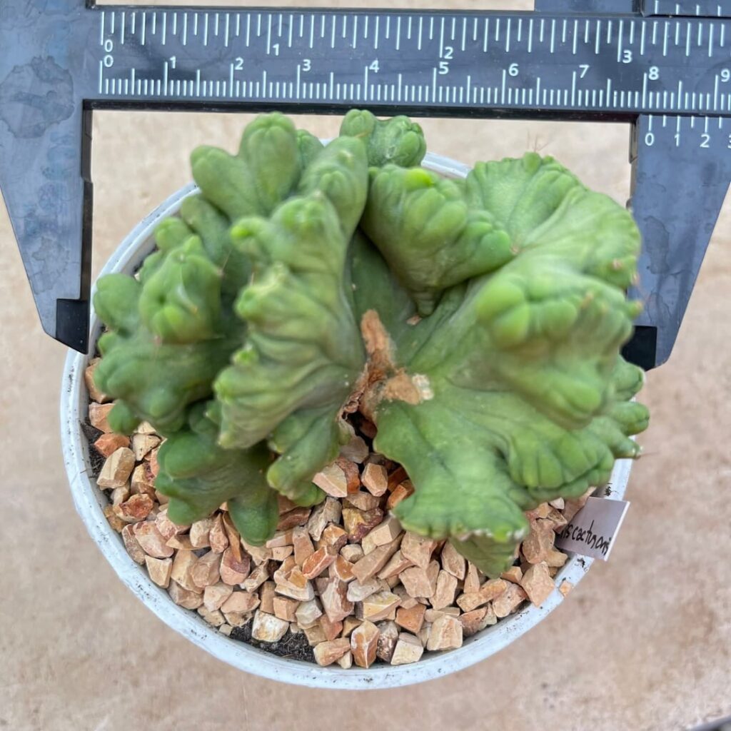Is this really TBM crest? Or just a scam of seller?