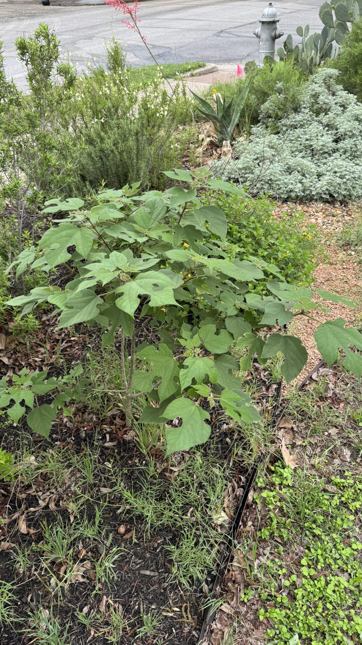 New volunteer tree