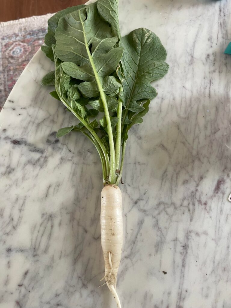 Why does my radish look like this?