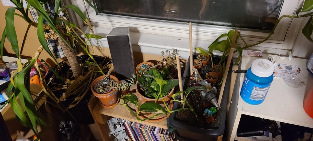 Why is half my plant thriving and the other half wilting? Why is half my plant thriving and the other half wilting?