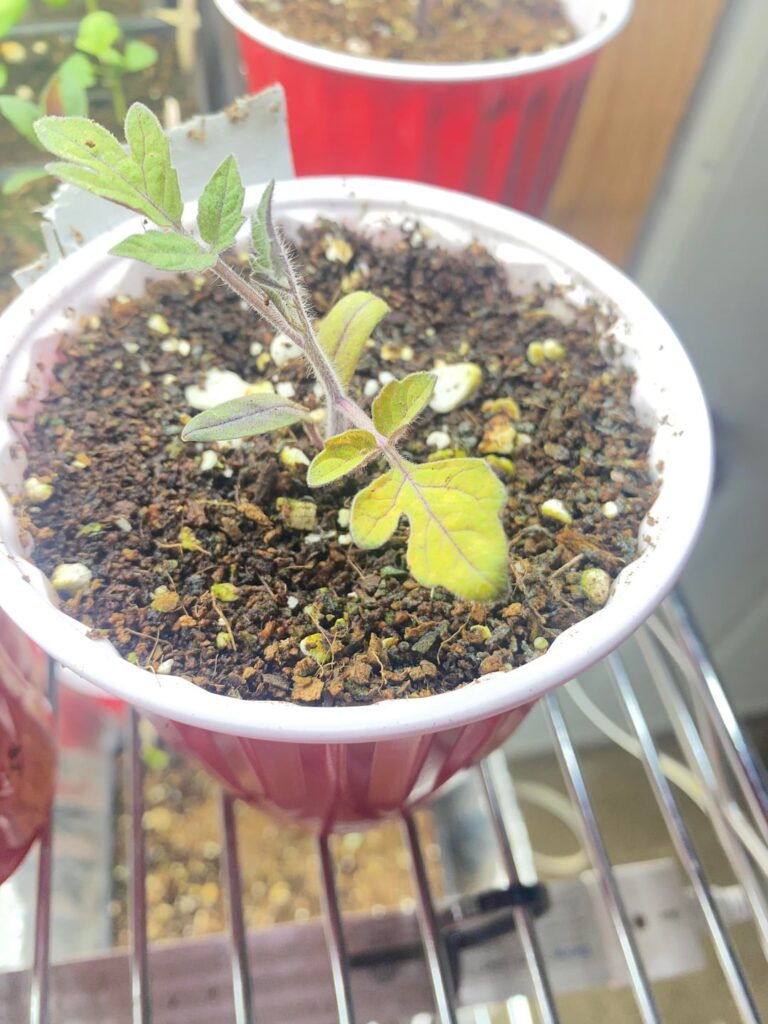 Yellowing Yellowing