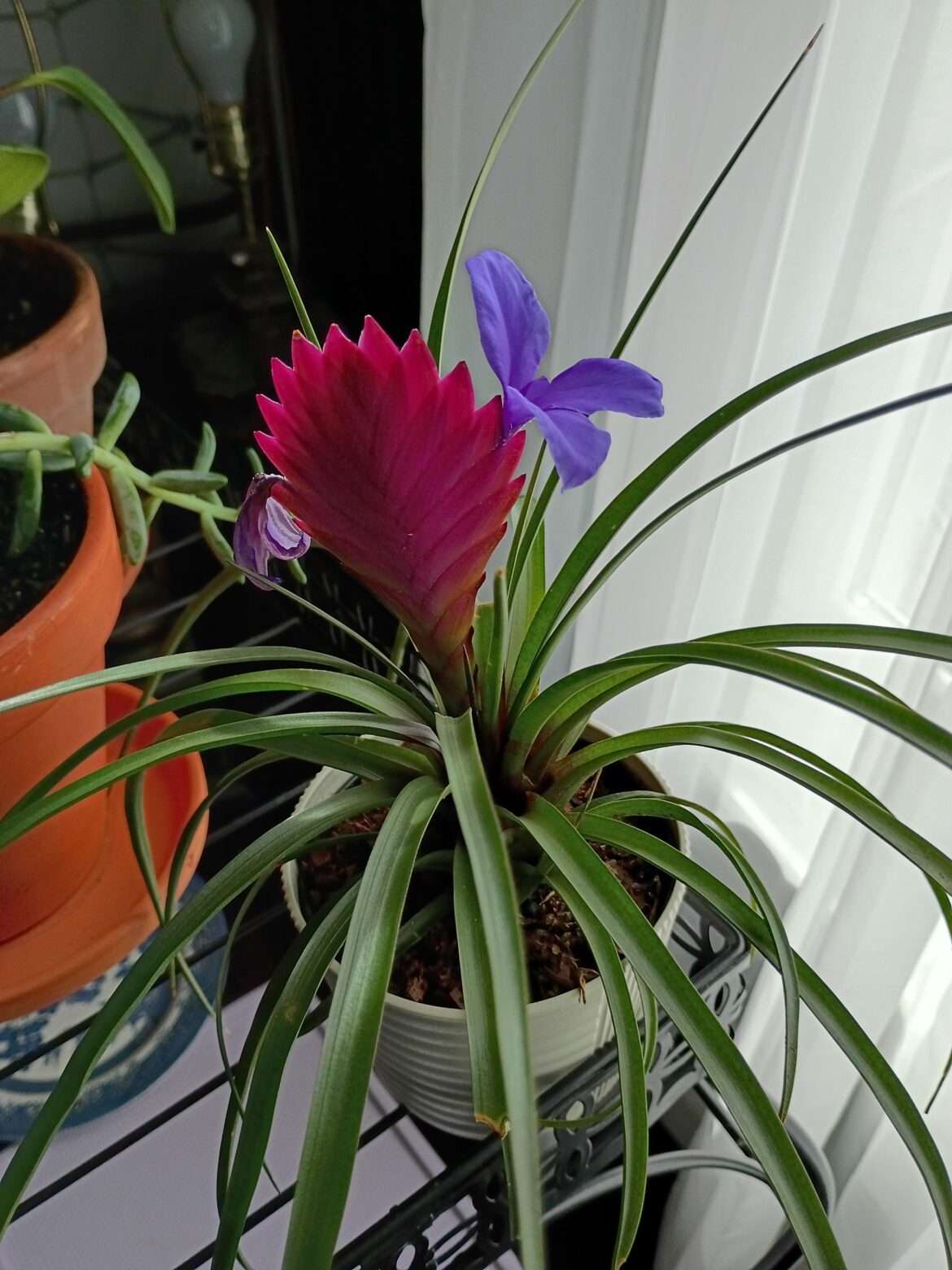 My bromeliad did a bloom!