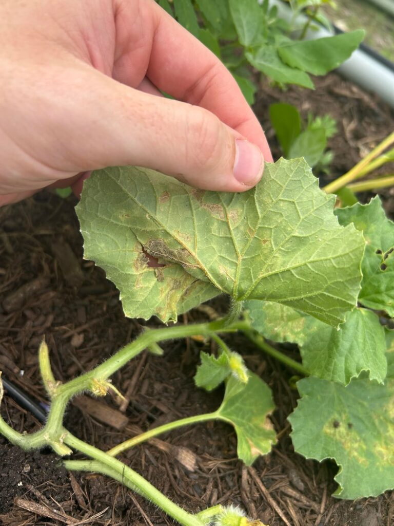 Treatment recommendations for my cantaloupes? Neem oil + dish soap isn’t doing anything.