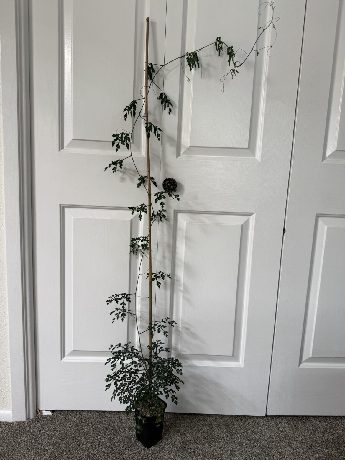 Adenia Perrieri Propagation Adenia Perrieri Propagation
