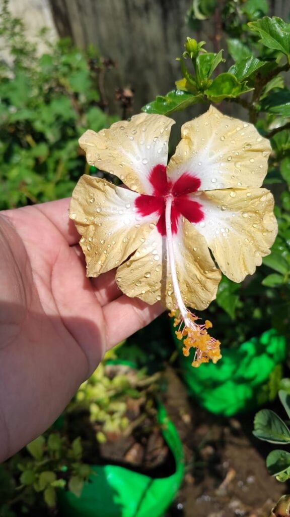 Yellow hibiscus