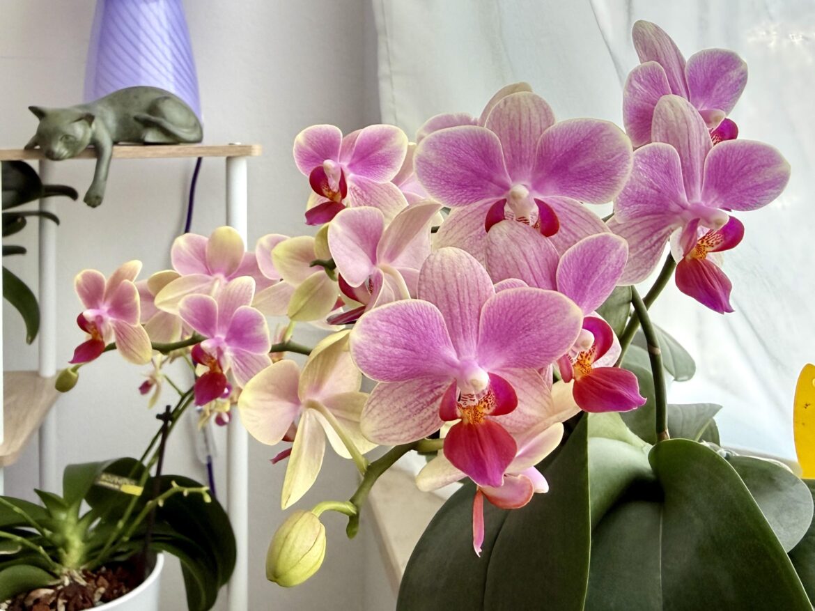 She is sooo pretty, fragrant, and quite hardy blooms!