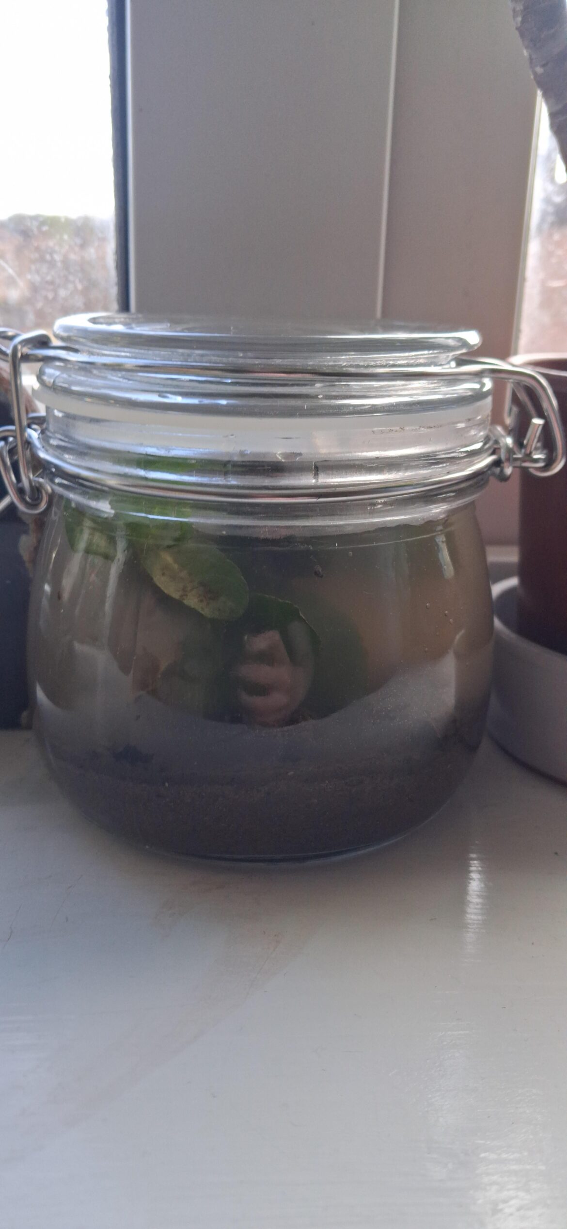 My First Ecospere!
