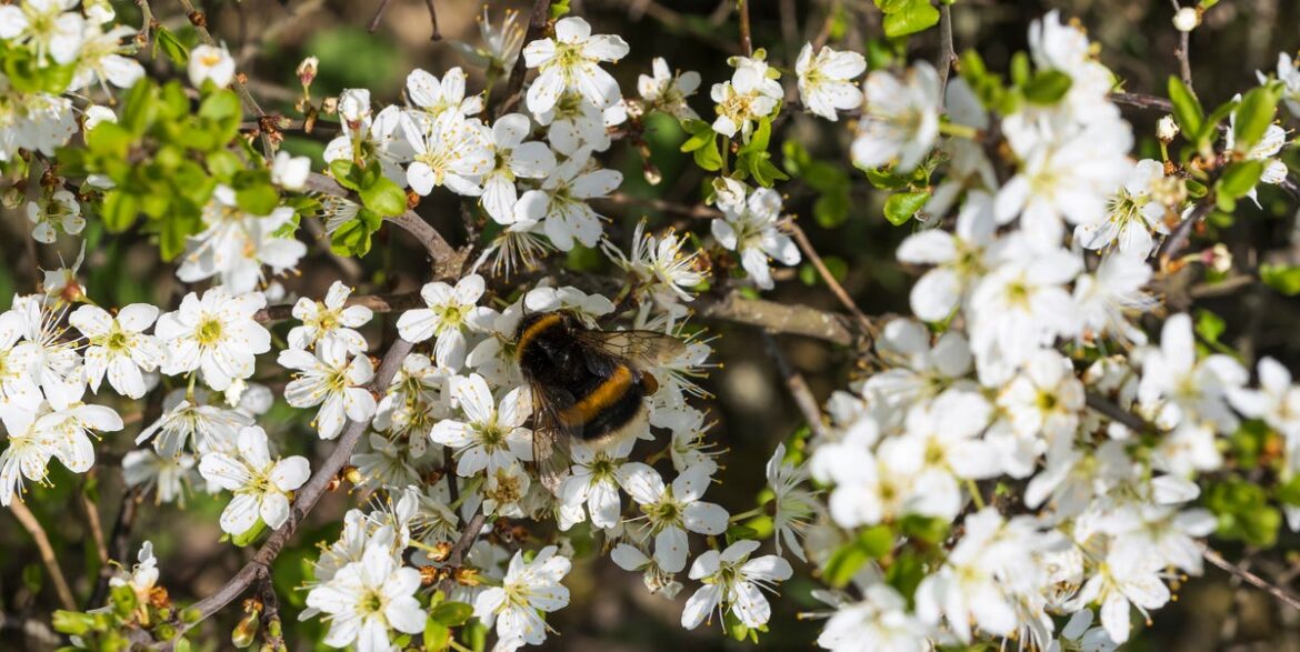 The 6 Best Hedges to Plant in April to Help Bees, from Yew to Hawthorn