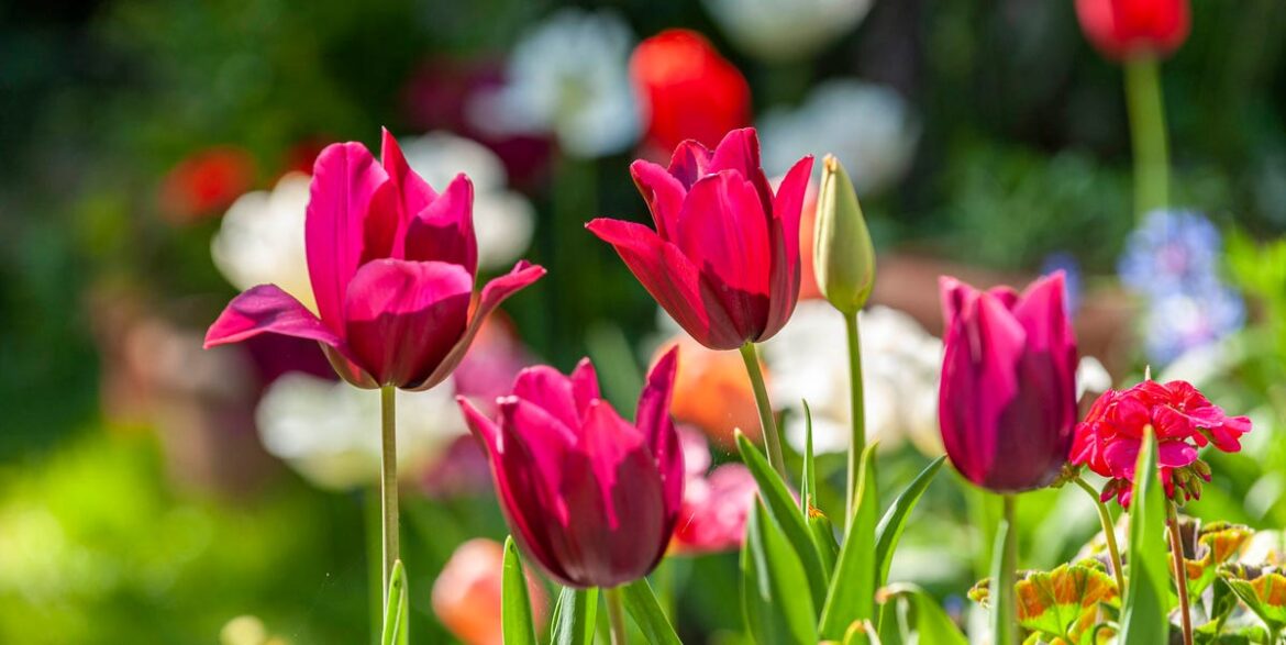 What To Do With Tulips After They Bloom: 4 Steps For Bigger, Better Flowers Next Spring