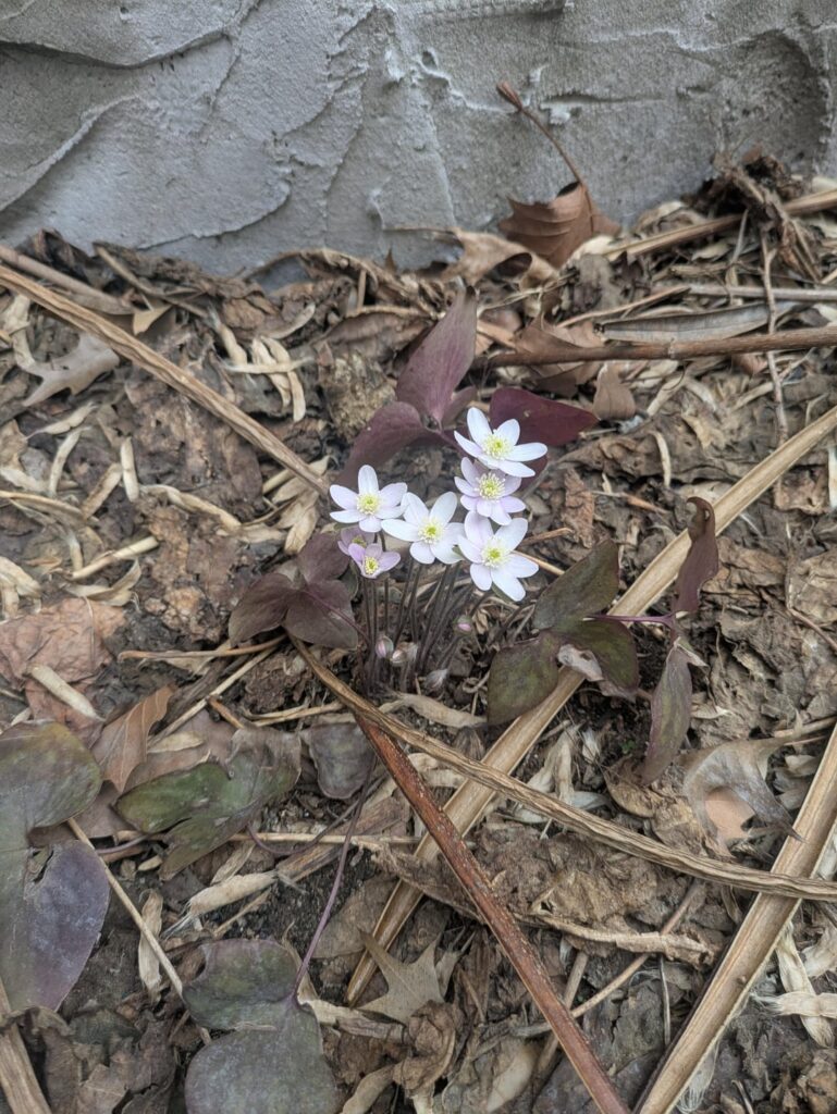 Beloved hepatica in NYC