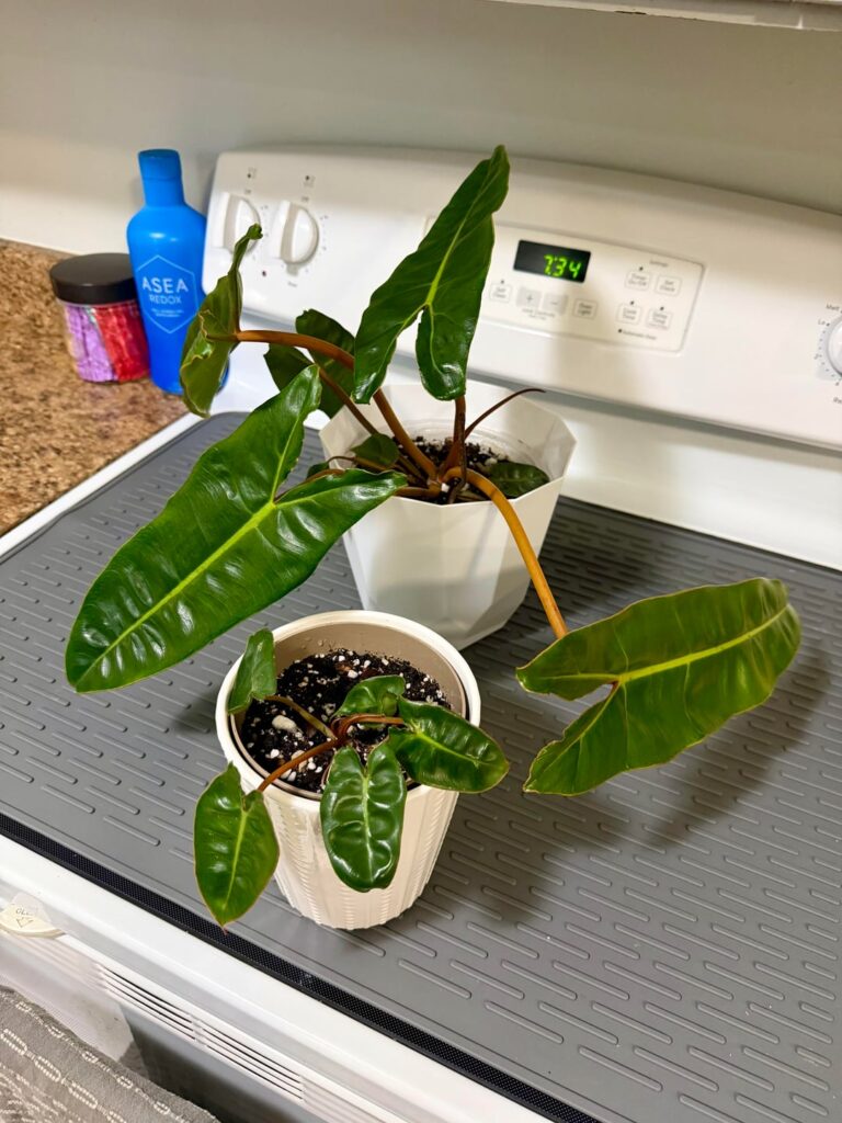 Philodendron Billie Two-Fer Special Philodendron Billie Two-Fer Special