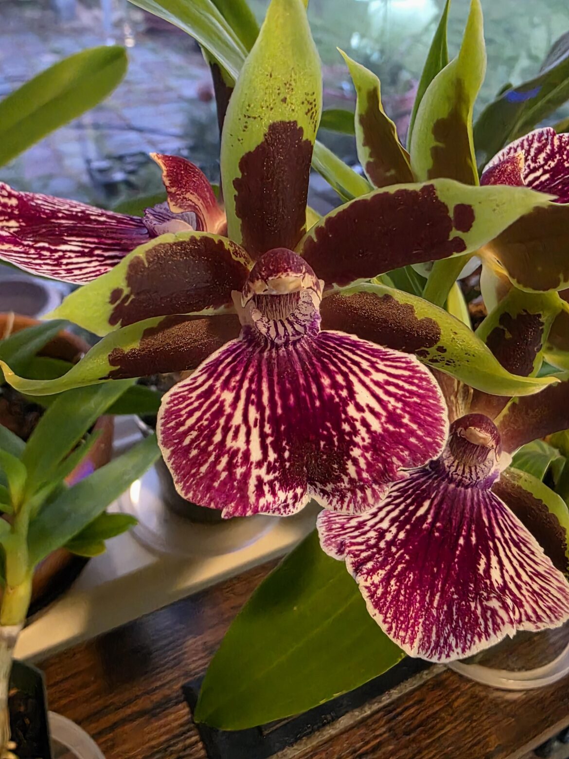 a recent bloomer: Galeopetalum Arlene Armour 'Conching'