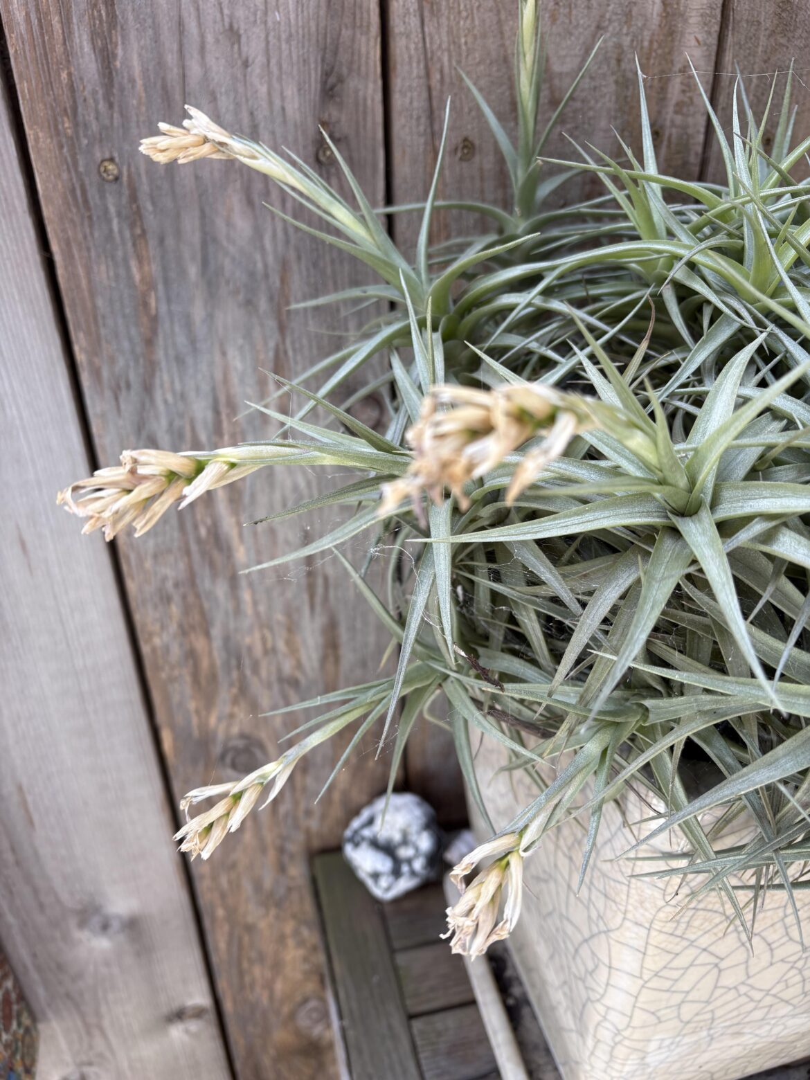 Post bloom care