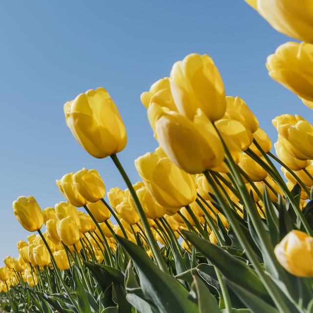 Low angle view showing tulips in a field on a sunny day, Netherlands is it okay to pick someone elses flowers- Low angle view showing tulips in a field on a sunny day, Netherlands