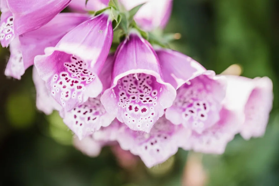 purple foxglove flower field
