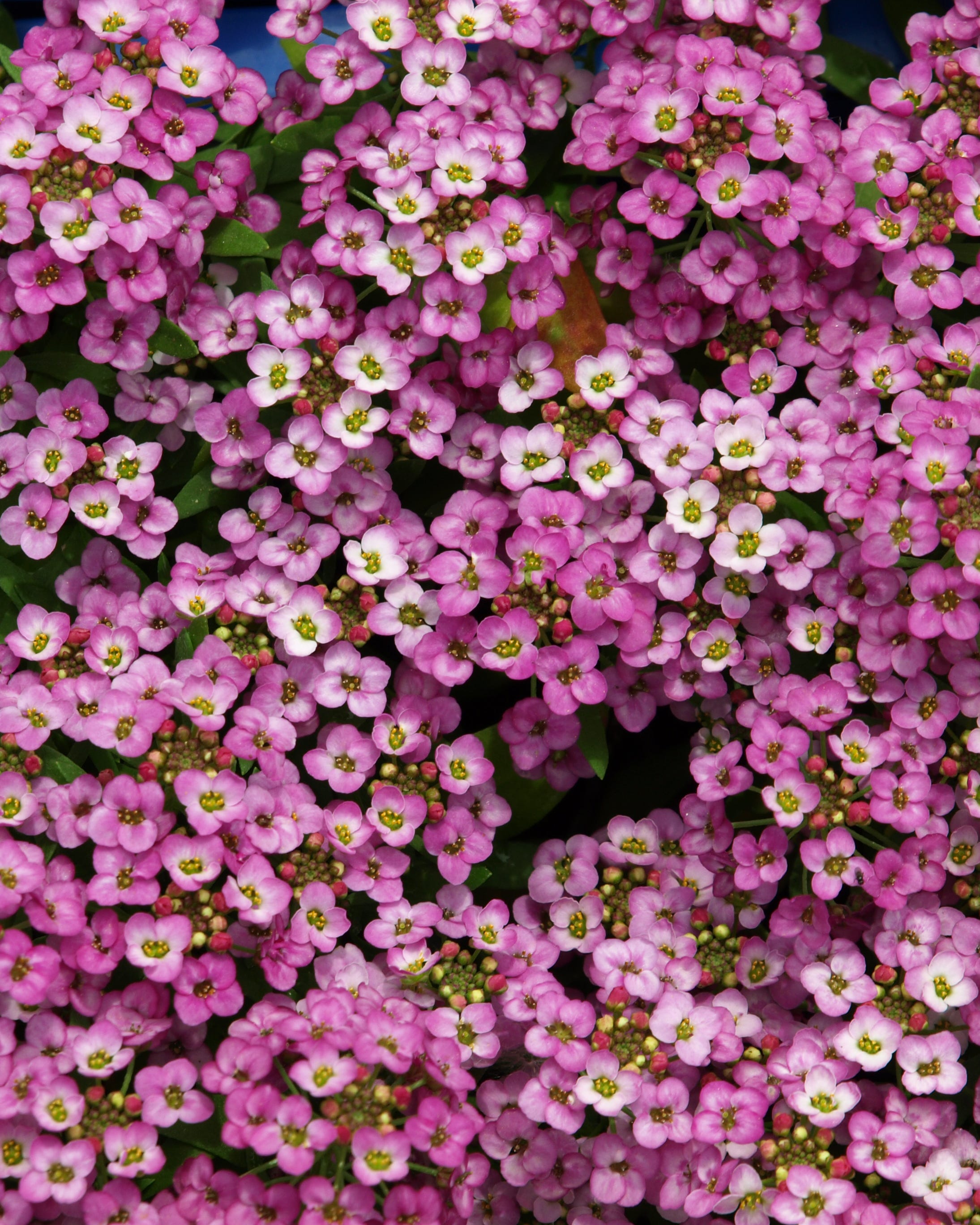 fast growing alyssum flowers