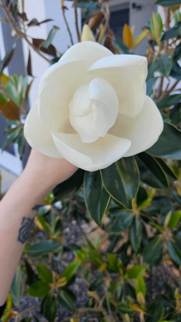 My dwarf magnolia tree