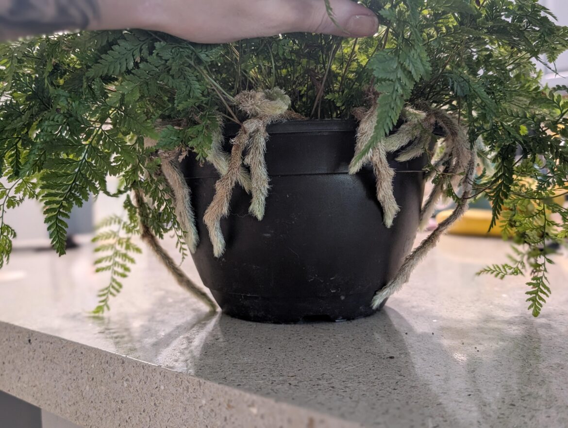 My black rabbit fern looks like a spider