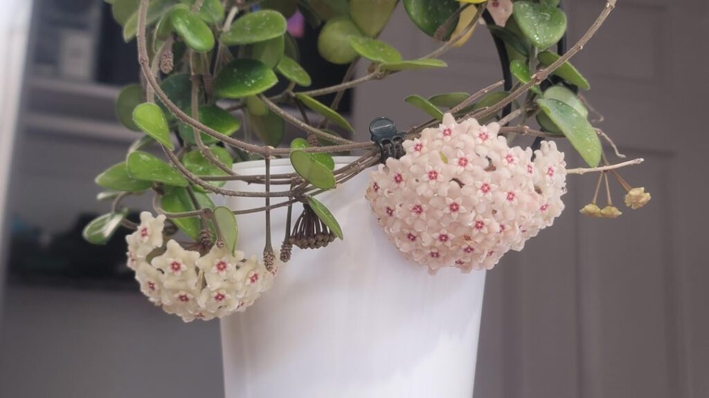 Hoya mathilde