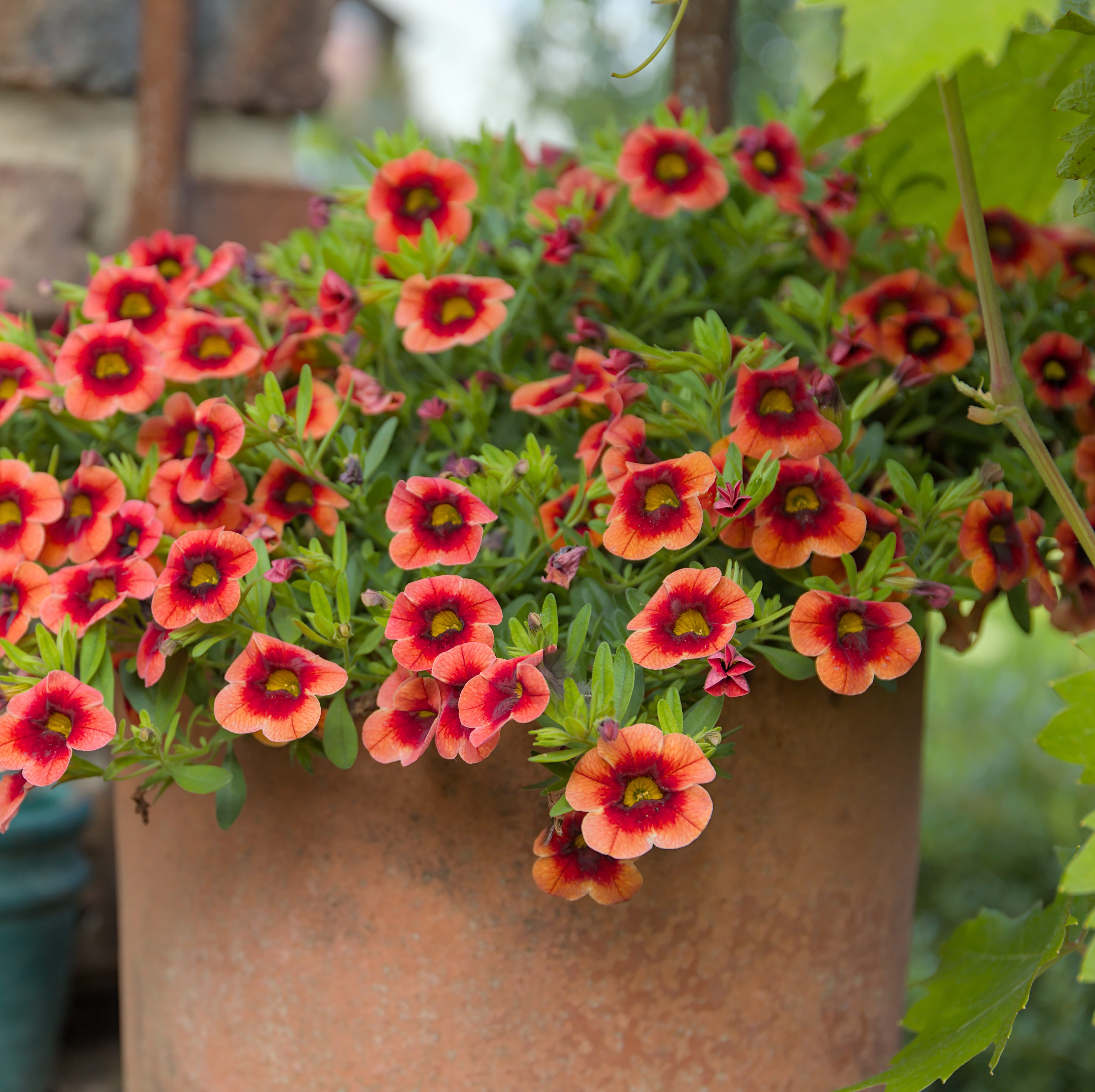 calibrachoa in a flowerpot with a red brick wall and green leaves in the garden