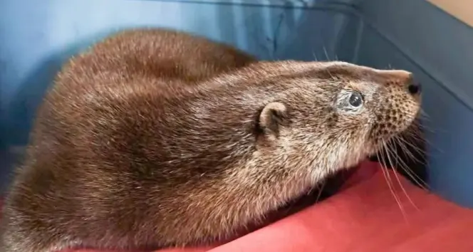An otter captured at a garden center.