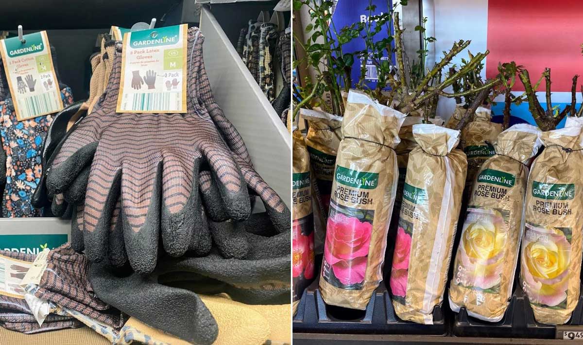 Gardening gloves in various patterns displayed on the left, and wrapped potted rose bushes with labels showing pink and yellow flowers on the right—great garden deals from Aldi lining the store shelves.
