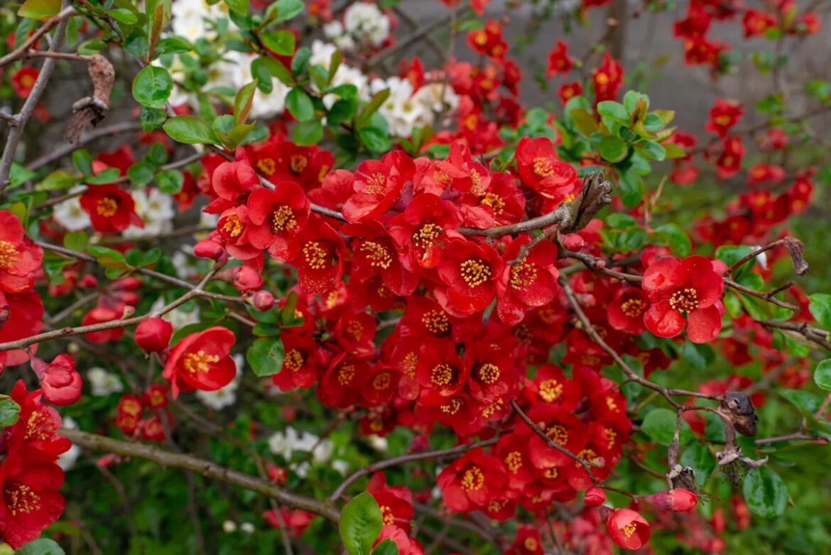 15 Flowering Shrubs That Will Paint Your Garden With Color Yahoo creators home