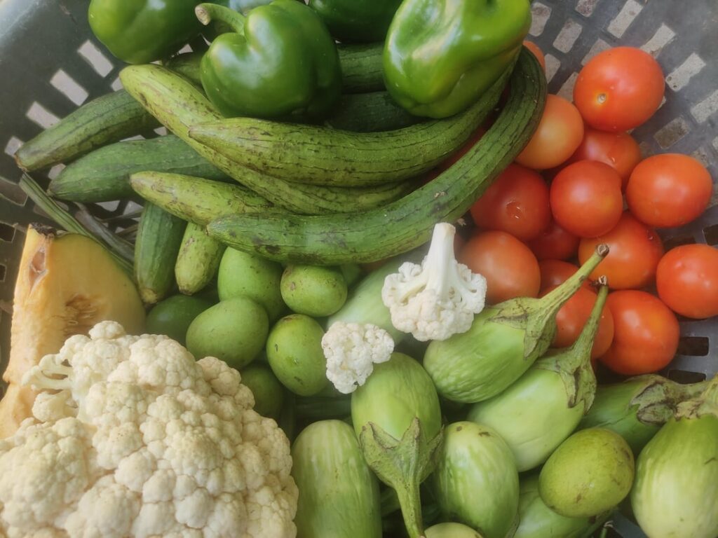 From seed to plate: my latest veggie harvest🍅🥦
