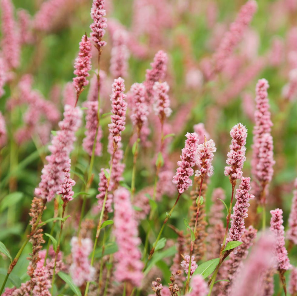 kiss me over the garden gate (polygonum orientale)