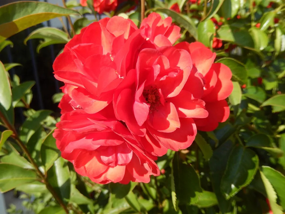 vibrant red floral cluster surrounded by green leaves