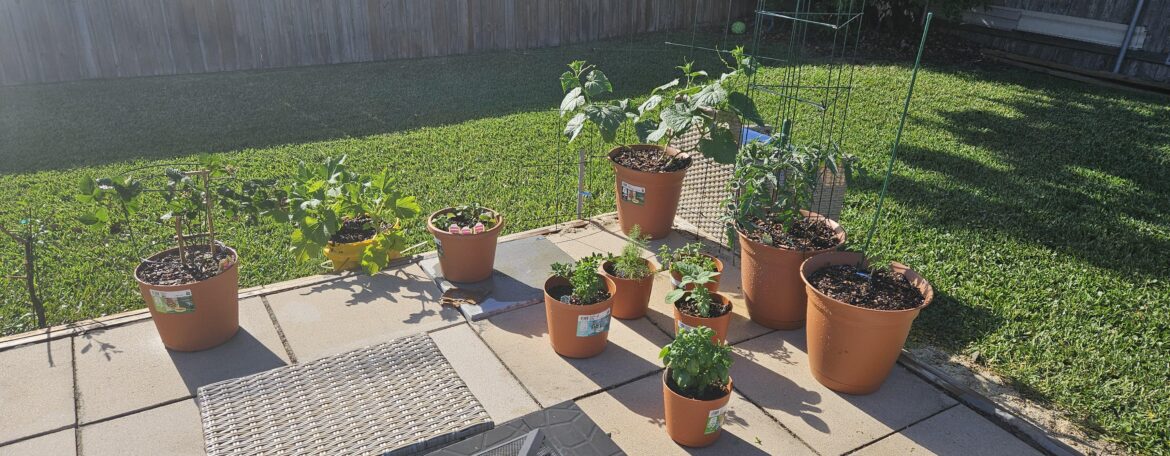 Are my cucumber and tomato pot sizes that bad? Are my cucumber and tomato pot sizes that bad?