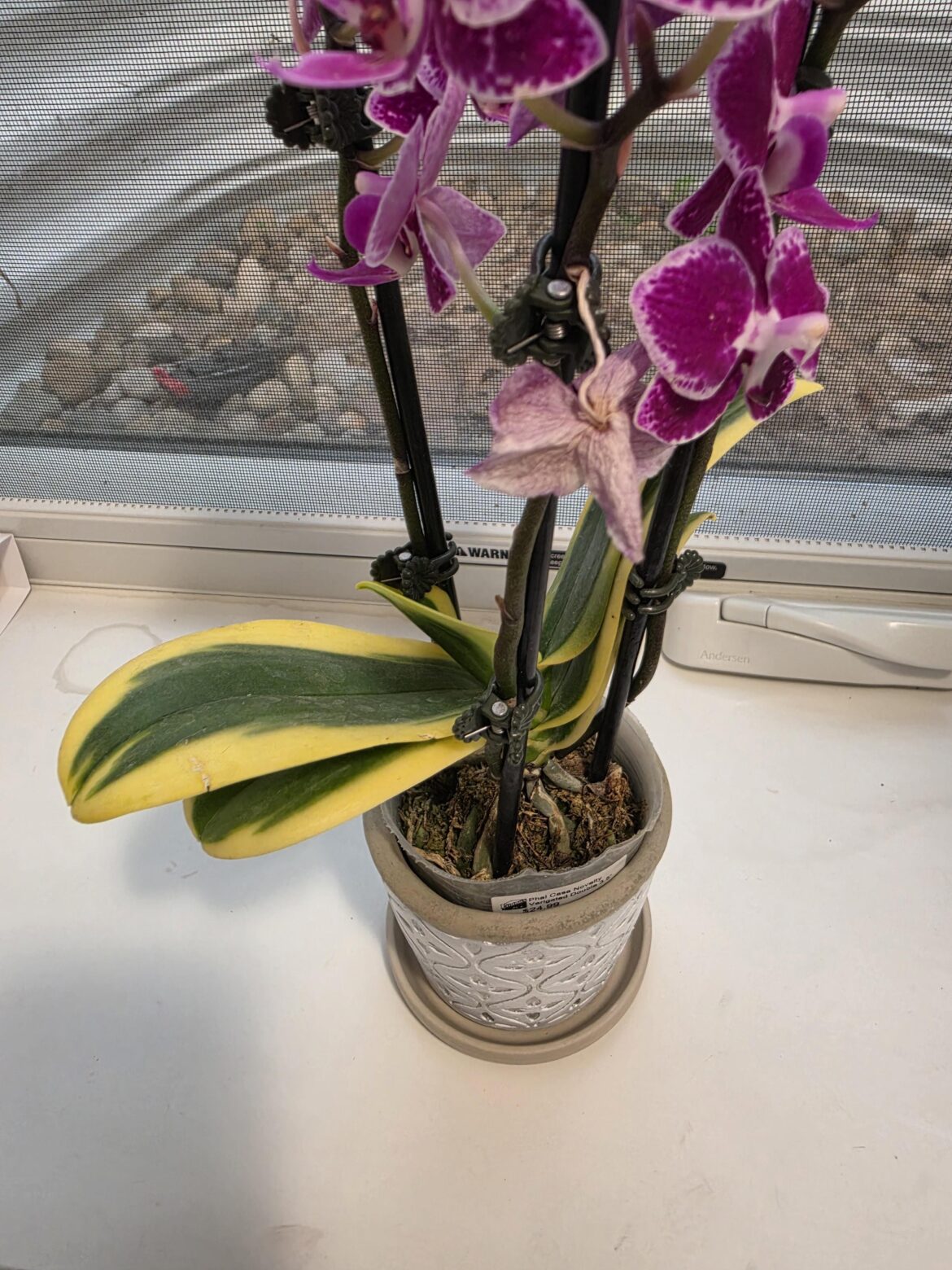 First orchid!