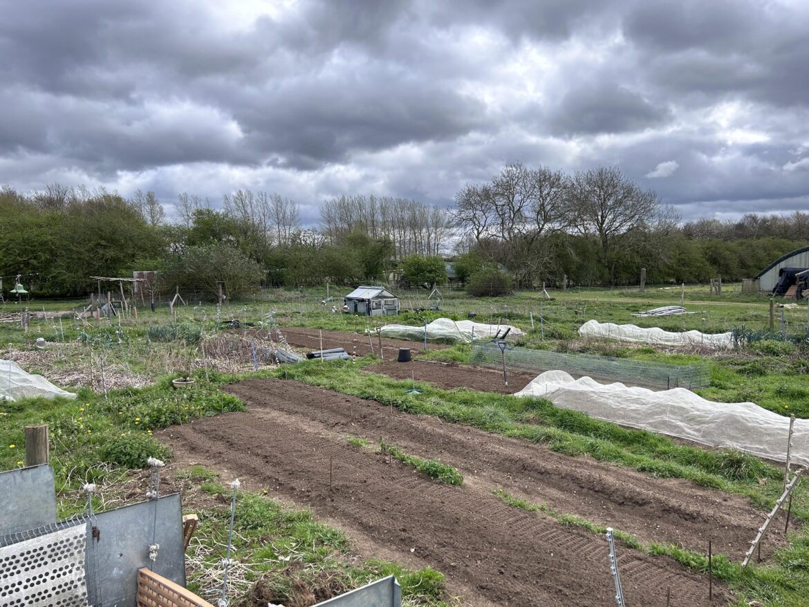 View of my vegetable garden from the compost heap 👀