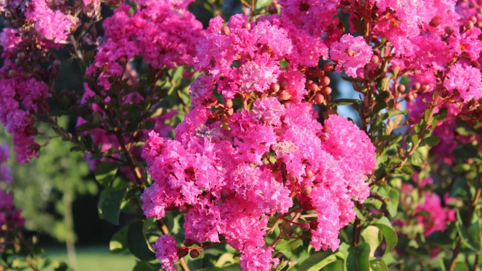 pink crape myrtle in sunlight