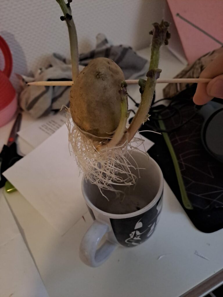 Does this count as hydroponics?