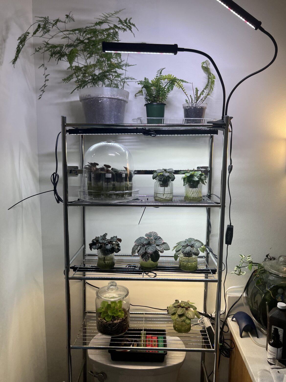 Help! Spider mites are worse than I thought!