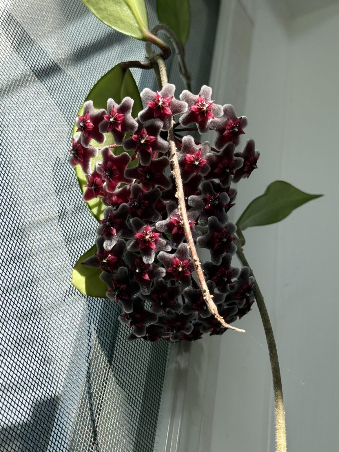 Hoya ‘Royal Hawaiian Purple’ (Hoya pubicalyx hybrid)