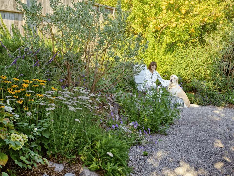 coastal California backyard garden with dog