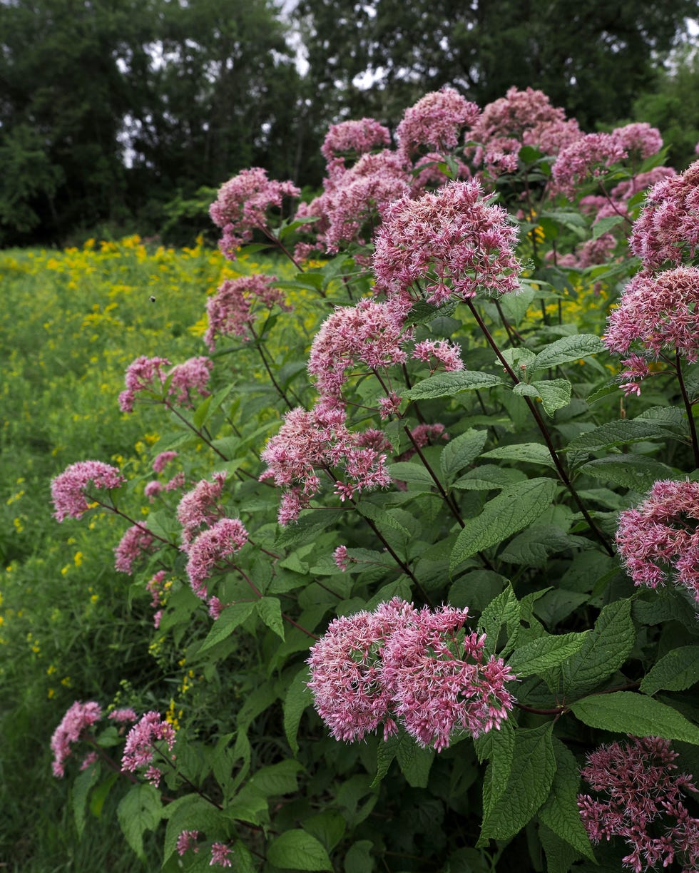 Close-up of pink flowering plants in park,Wellesley,Massachusetts,United States,USA