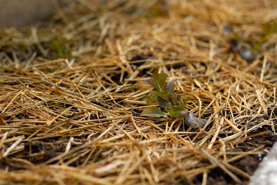 mulching mistakes