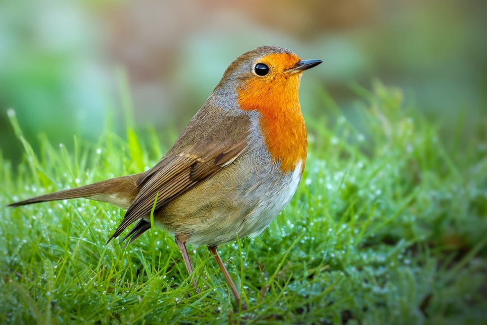 A small bird with a bright orange chest standing on green grass a small bird with a bright orange chest standing on green grass