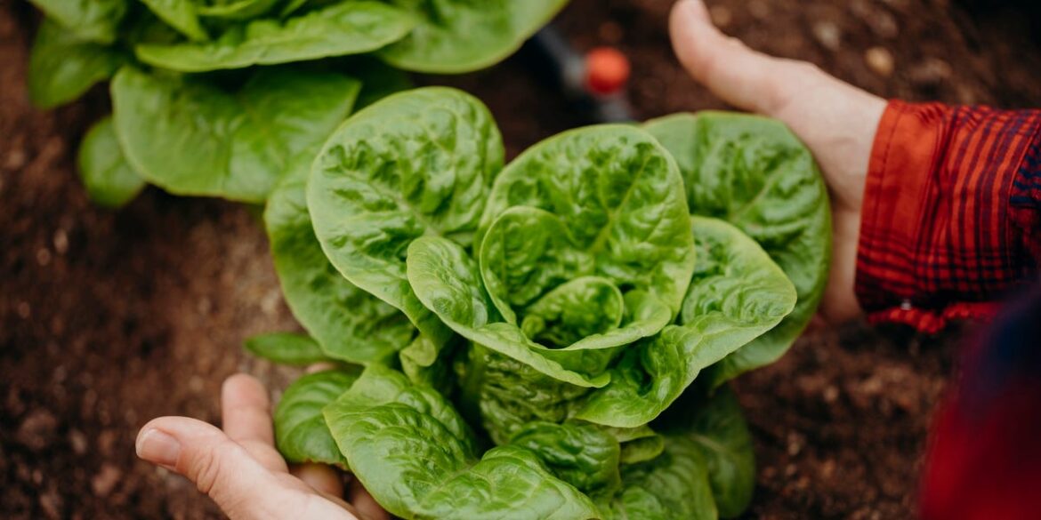6 Spring Vegetables That Grow From Seed to Harvest Quickly