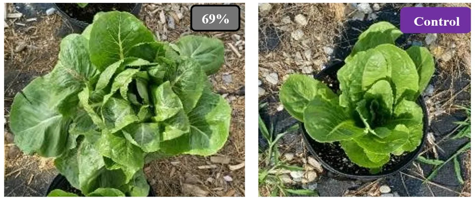 Control lettuce with no shading vs a lettuce protected by a 69% T solar panel in an agrivoltaic setup. From: Enhancing heat stress tolerance in organic romaine lettuce using crystalline silicon and red, blue & green-colored thin film agrivoltaic systems, Solar Energy, 305, 2026, 114215, ISSN 0038-092X, https://doi.org/10.1016/j.solener.2025.114215.