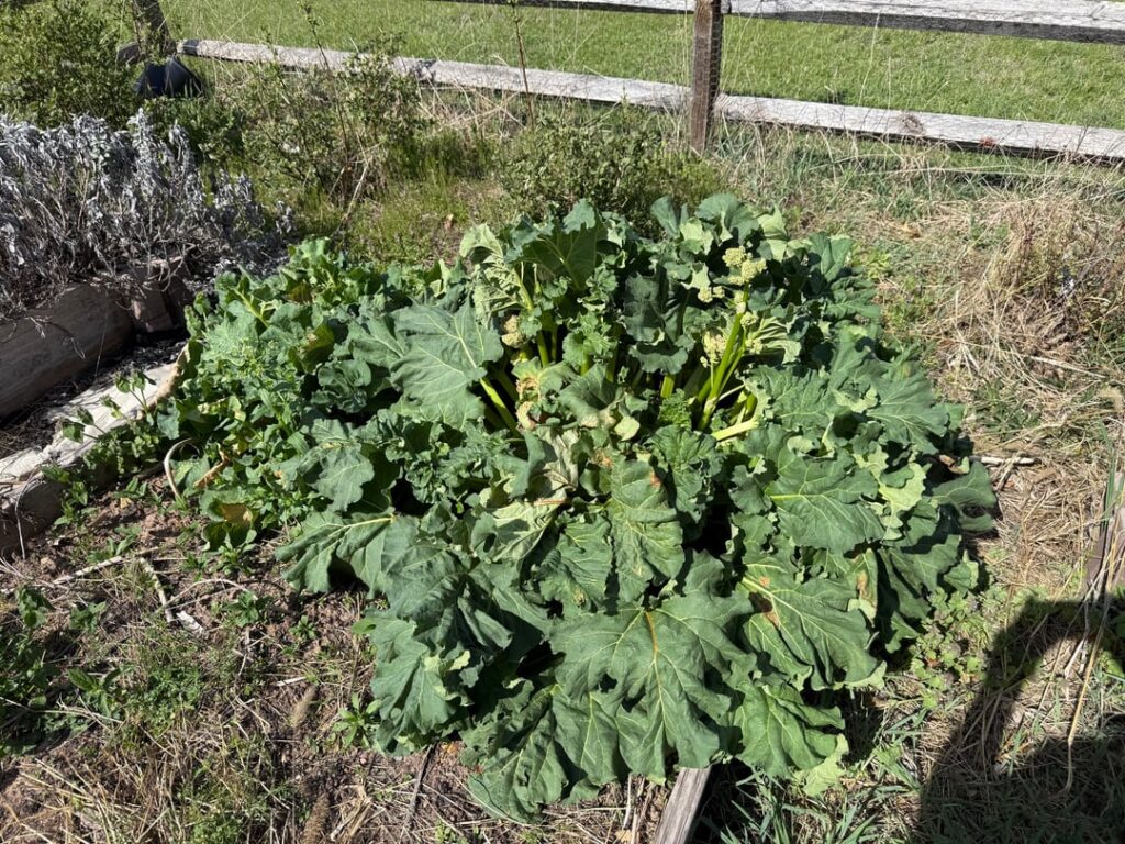 What is this vegetable that survived the winter?