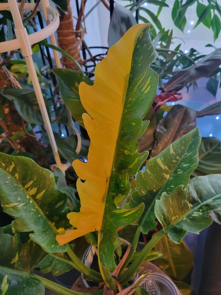 My ring of fire is showing off lately