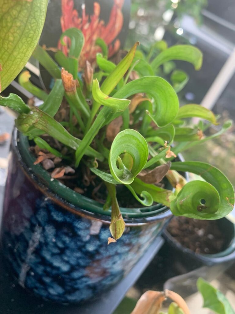 Why does my sarracenia grow so freaky and weird? Why does my sarracenia grow so freaky and weird?