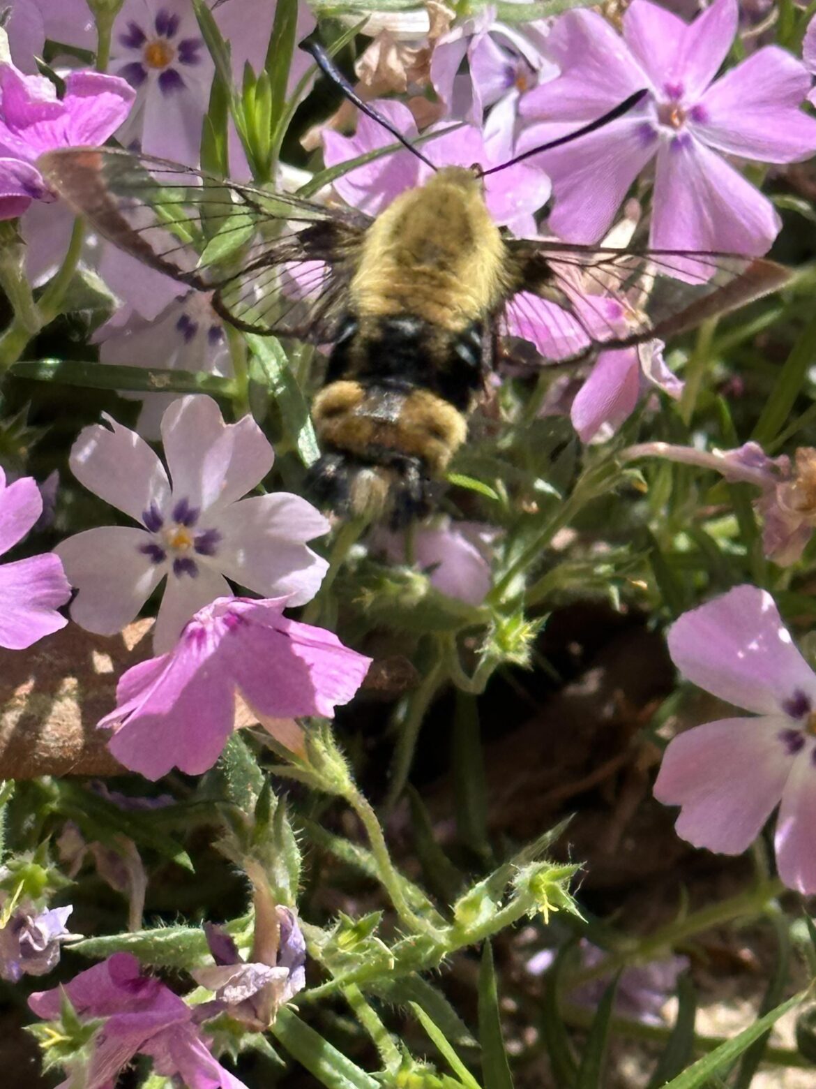 Snowberry Clearwing does in fact have clear wings