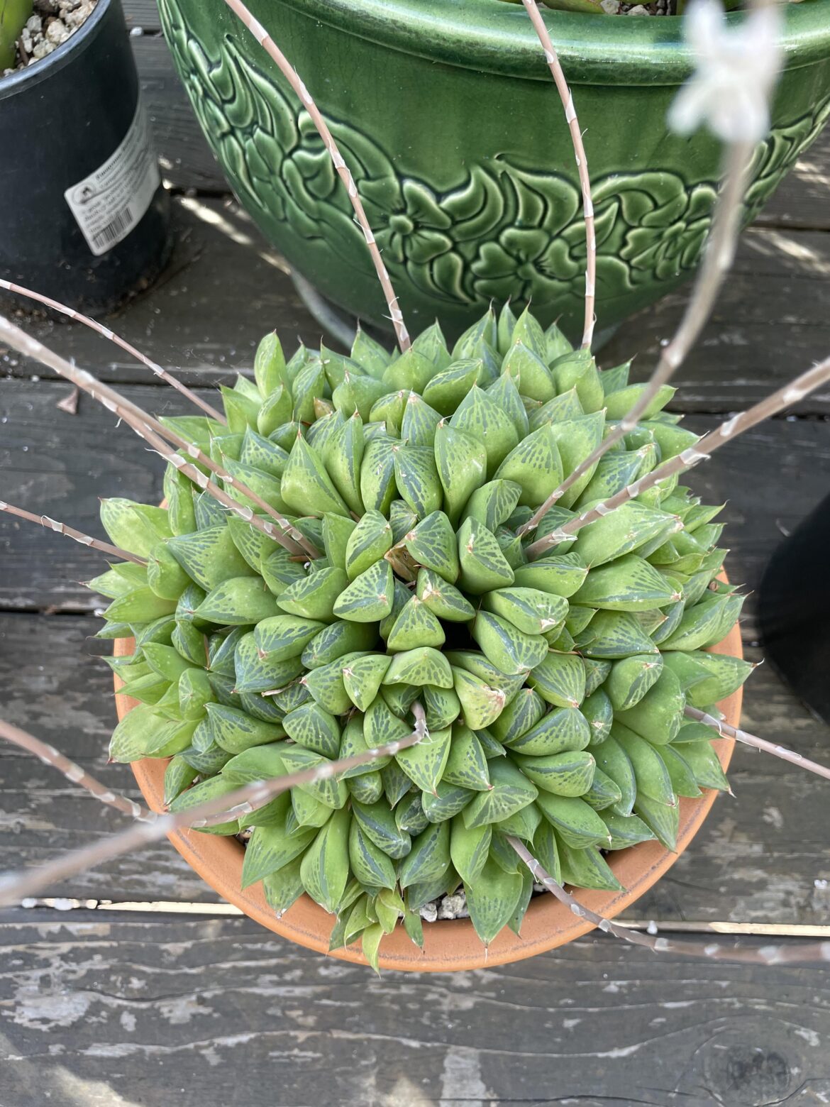 What kind of Haworthia do I have?